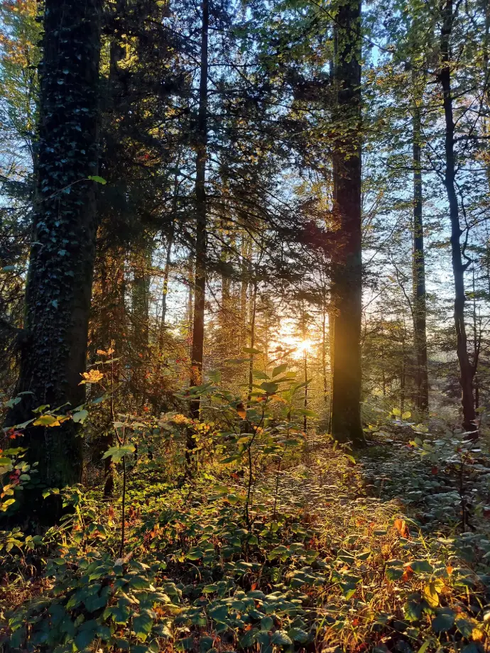 forêt, gestion forestière, expertise forestière belgique