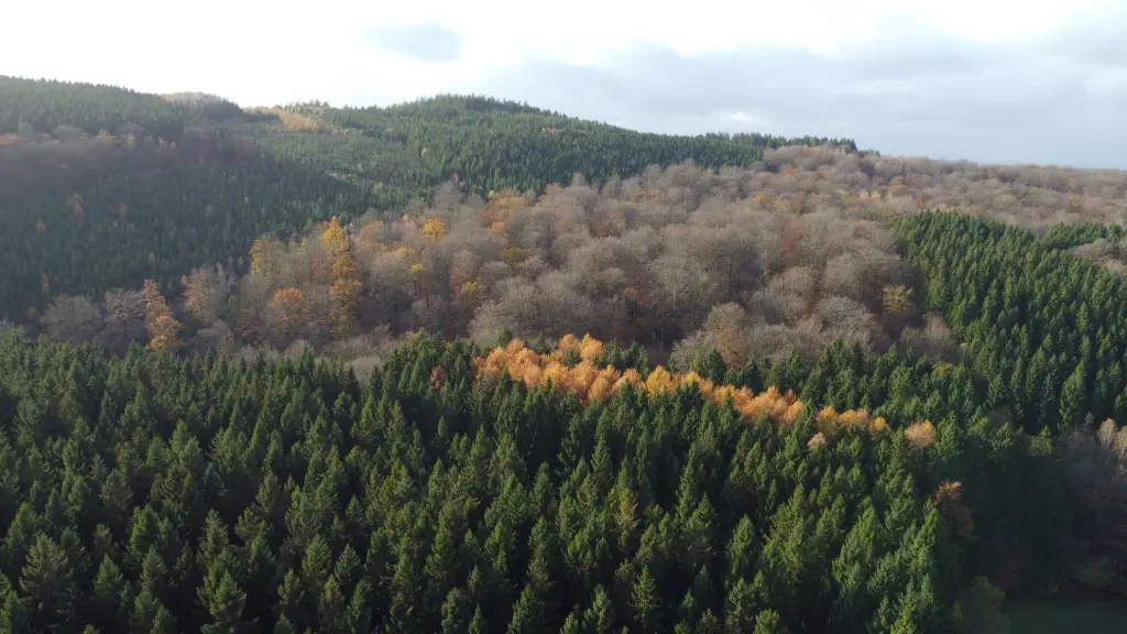 peuplement forestier