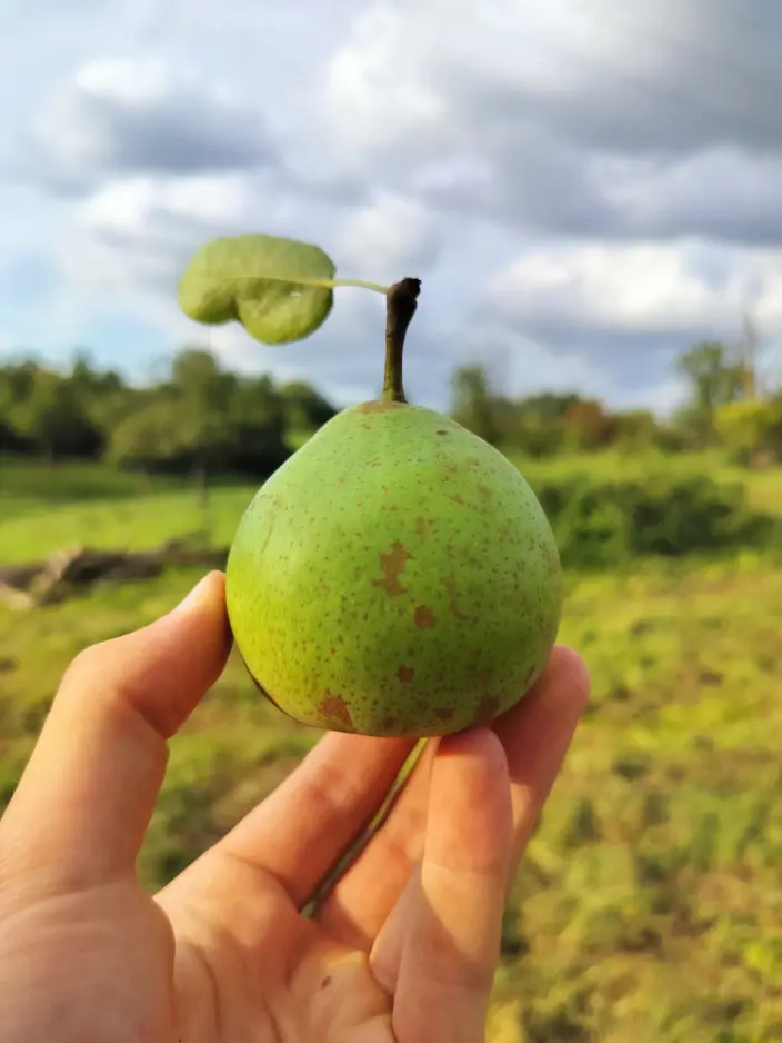 poire fruit verger fruitier