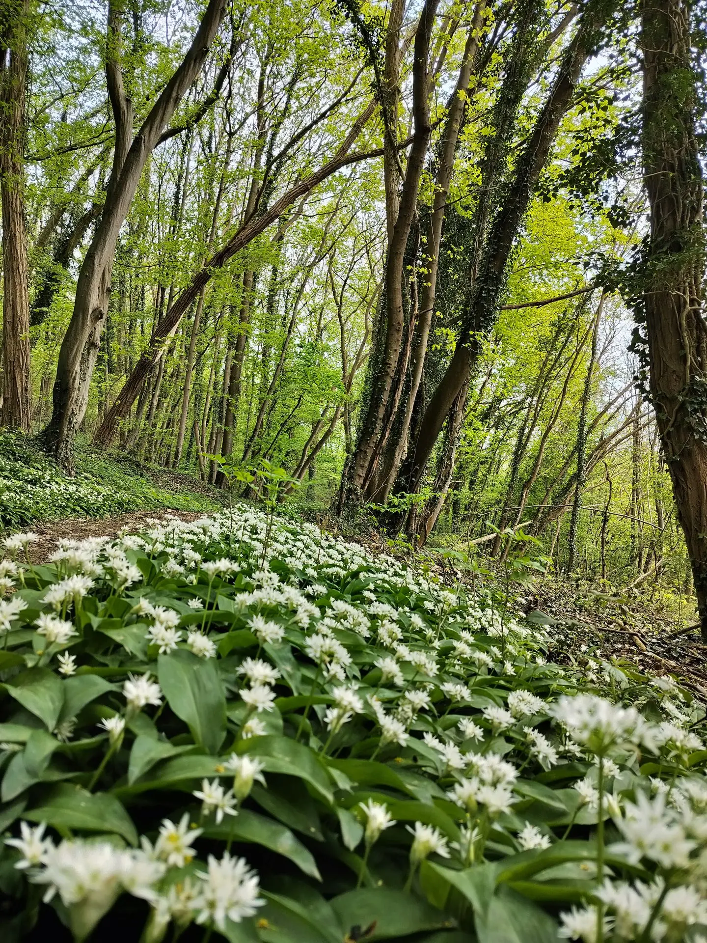 botanique en forêt